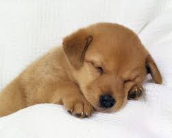 An image of a dog sleeping