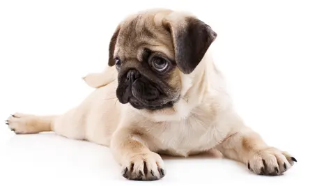 An image of a baby pug whose eyes look very big, watery, and sad. This is also know as puppy eyes